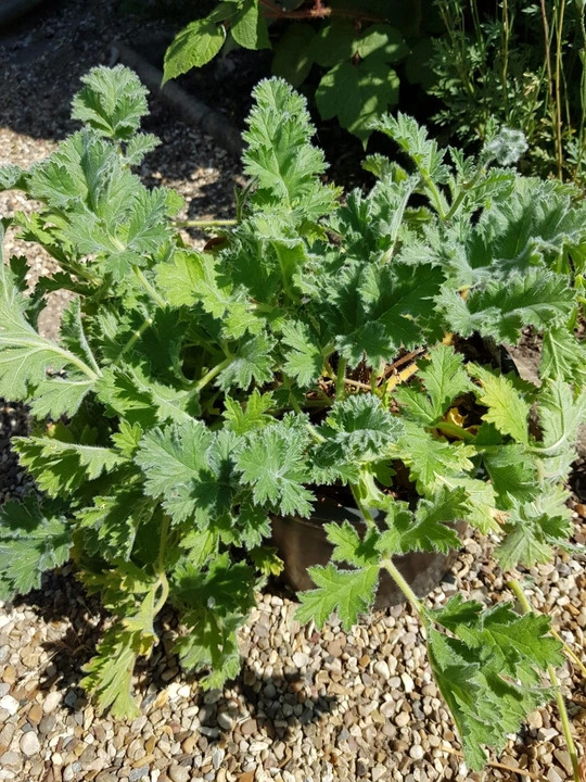 Pelargonium x schottii 