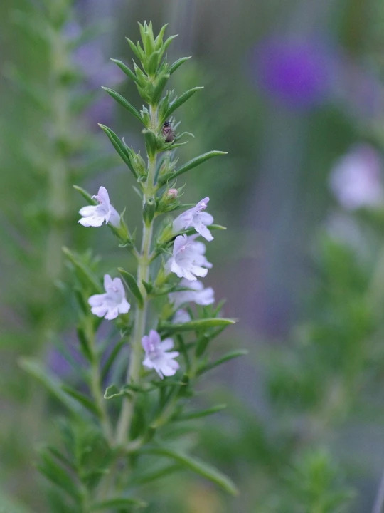 Satureja montana