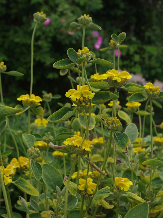 Phlomis chrysophylla