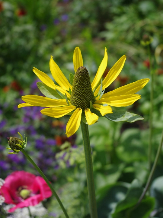 Rudbeckia maxima