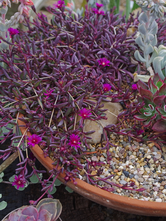 Delosperma Desert Dancers 'Purple'