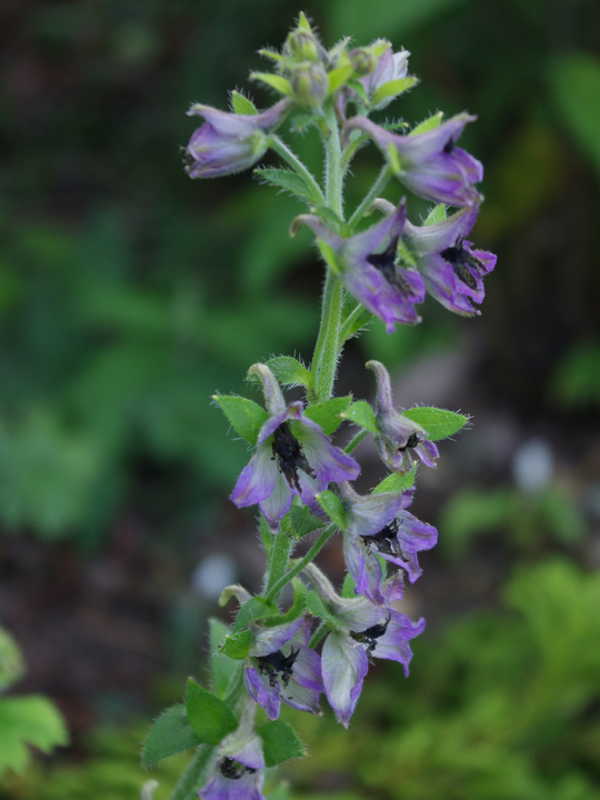 Delphinium vestitum