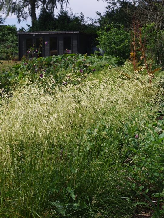 Deschampsia cespitosa 'Goldschleier'