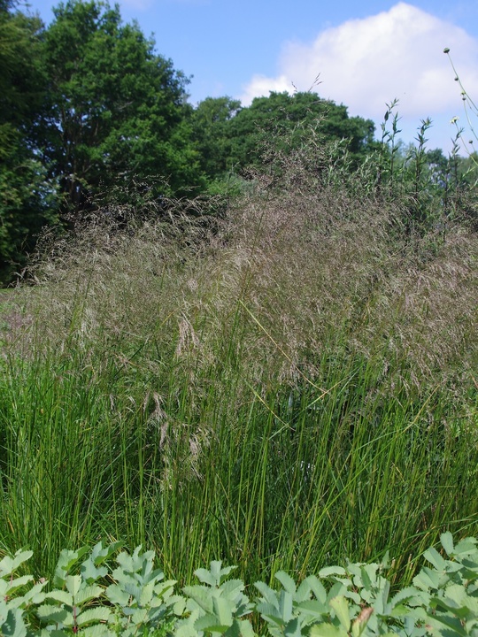Deschampsia cespitosa 'Schottland'