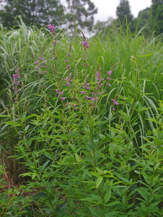 Desmodium canadense