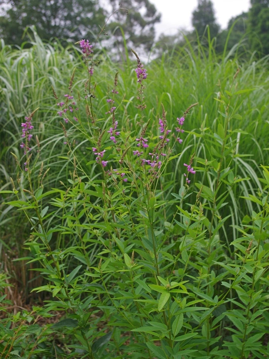 Desmodium canadense
