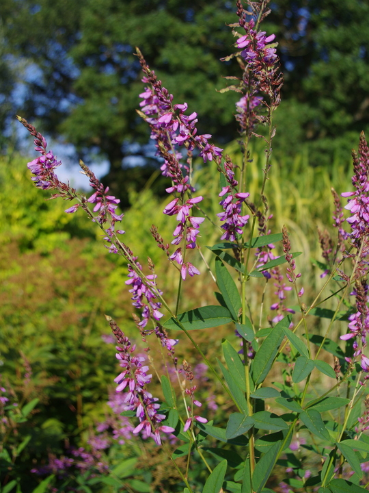 Desmodium canadense