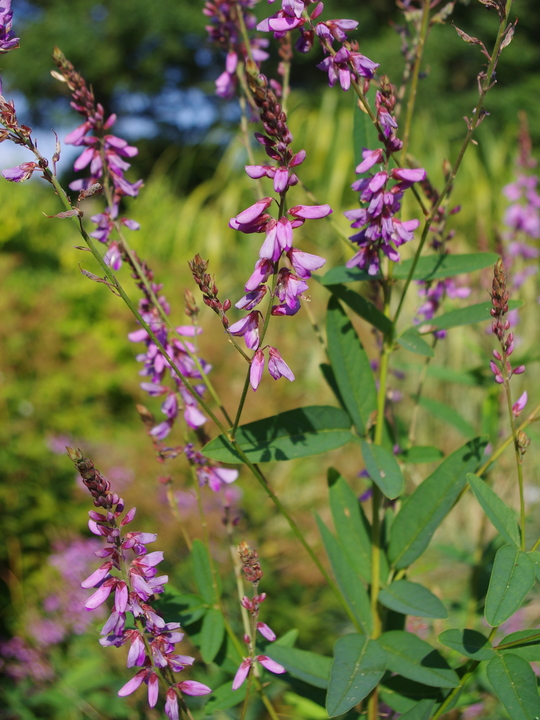 Desmodium canadense
