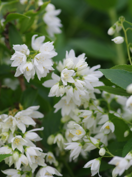 Deutzia gracilis