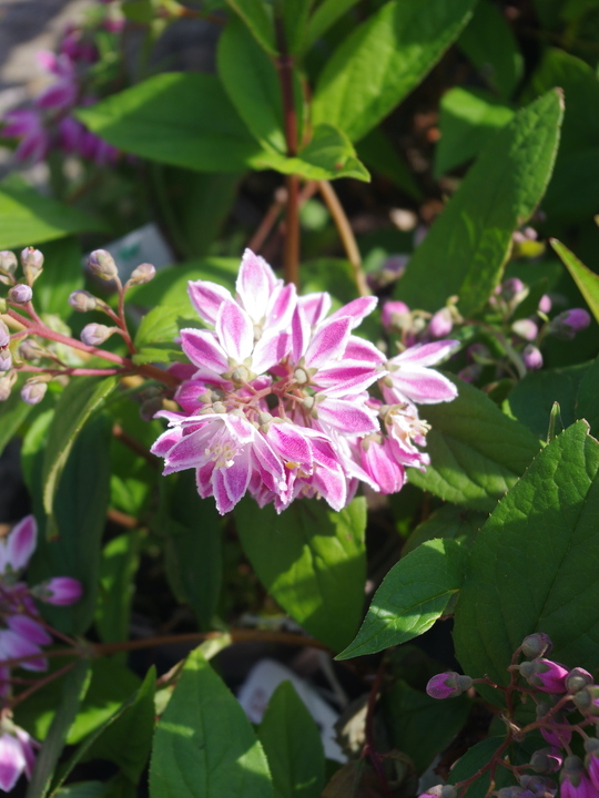 Deutzia × hybrida 'Strawberry Fields'