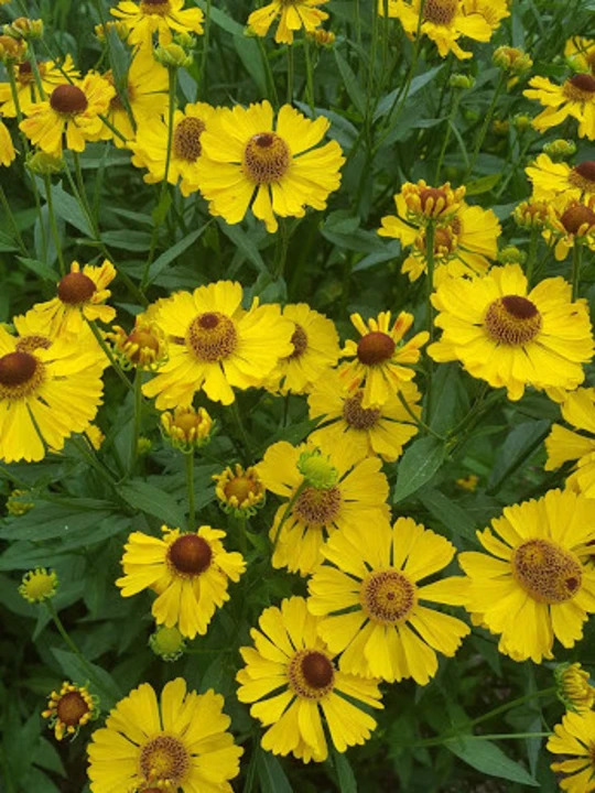 Helenium 'Riverton Beauty'
