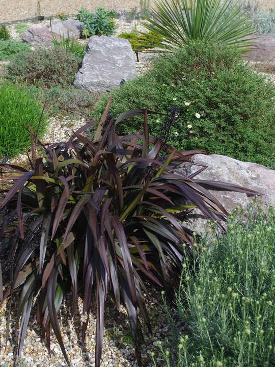 Dianella tasmanica [Blaze] ('Npw2')