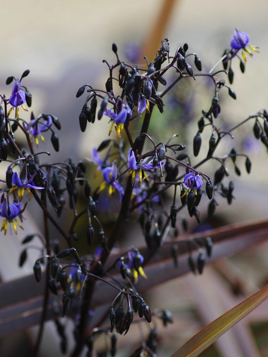 Dianella tasmanica [Blaze] ('Npw2')