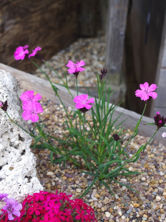 Dianthus carthusianorum 'Rupert's Pink'
