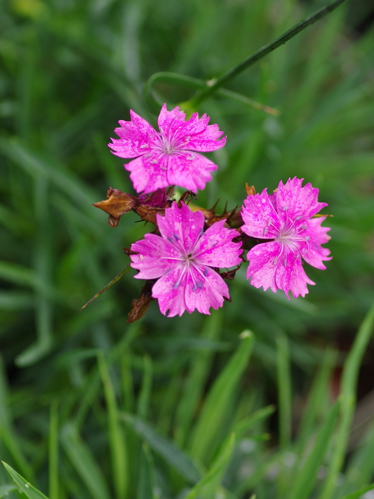 Dianthus carthusianorum 'Rupert's Pink'