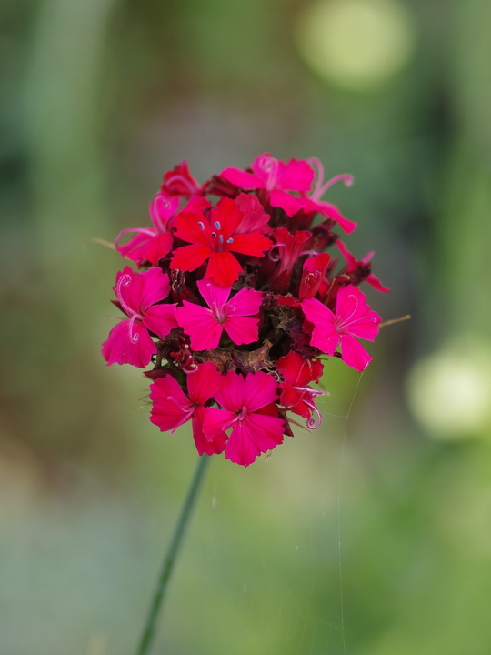 Dianthus cruentus