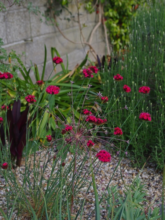Dianthus cruentus