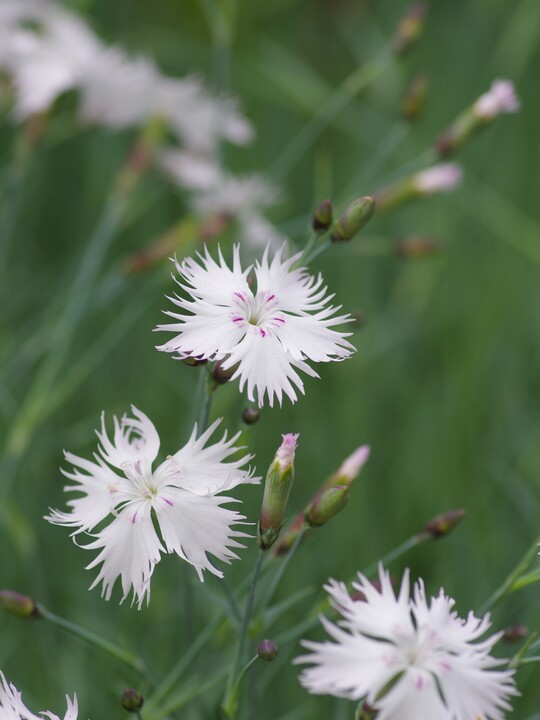 Dianthus - frilly white