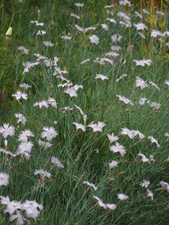 Dianthus - frilly white