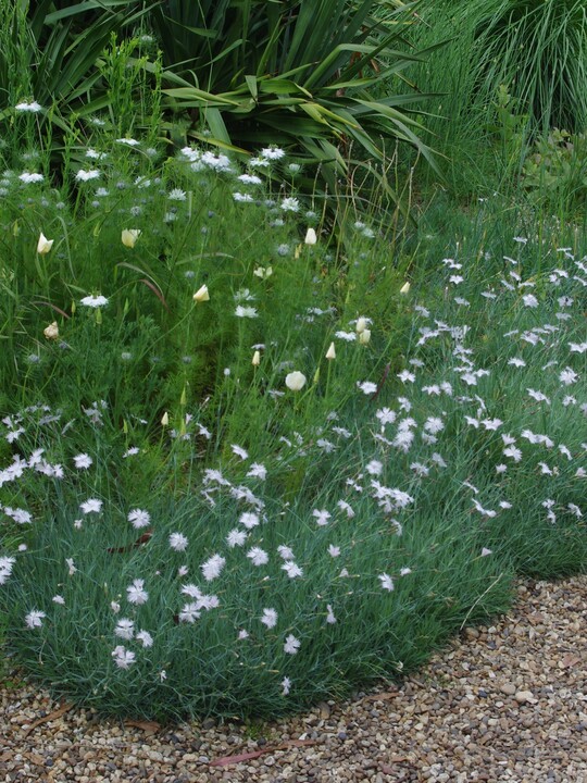 Dianthus - frilly white