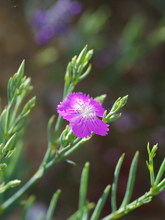 Dianthus fruticosus