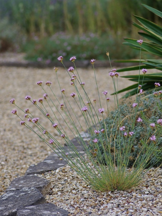 Dianthus pinifolius