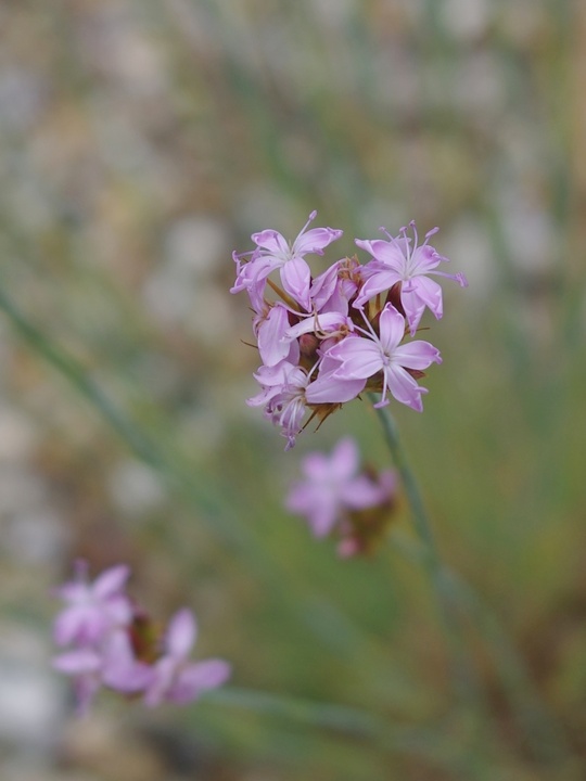 Dianthus pinifolius
