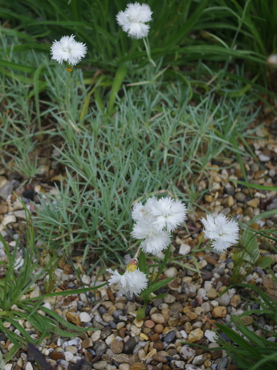 Dianthus plumarius 'Maischnee'