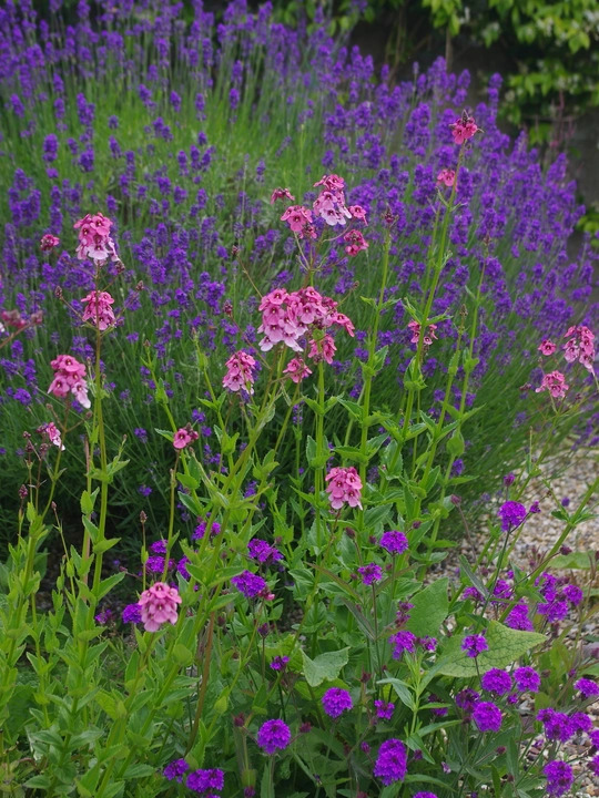 Diascia personata 'Du Toits Peak'