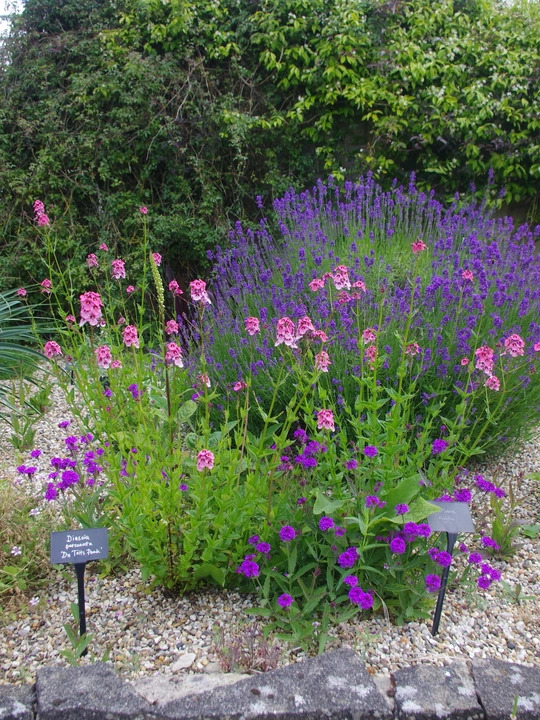 Diascia personata 'Du Toits Peak'