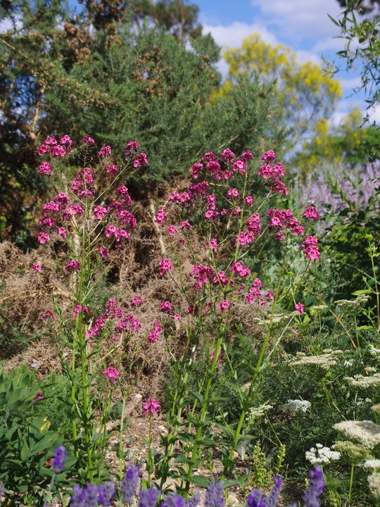 Diascia personata 'Du Toits Peak'