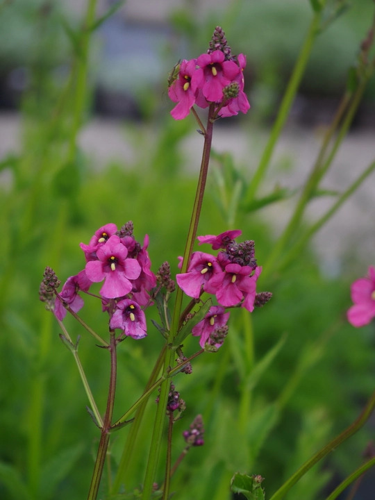 Diascia personata 'Du Toits Peak'