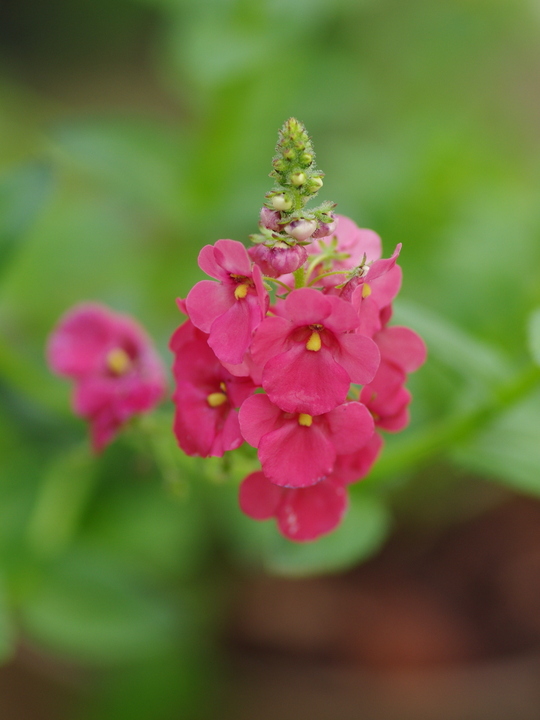 Diascia personata 'Shorter Form'