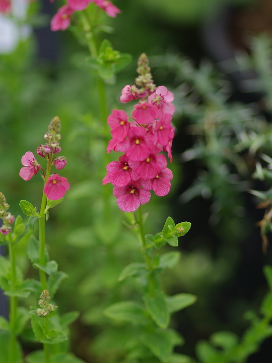 Diascia personata 'Shorter Form'