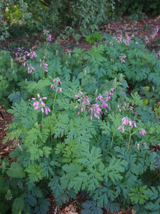 Dicentra formosa Pewter Pink