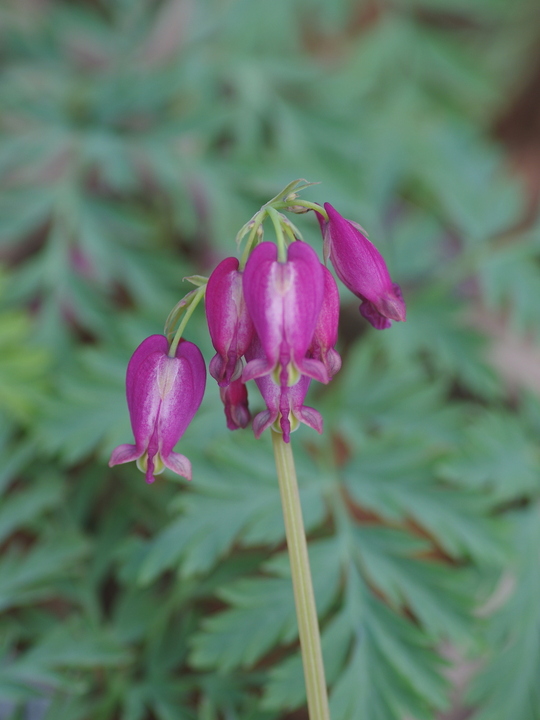 Dicentra formosa Pewter Pink