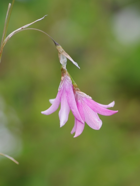 Dierama erectum