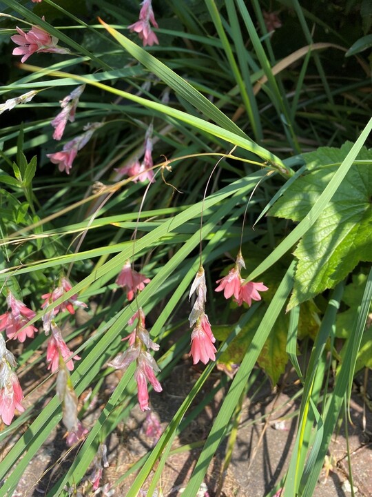 Dierama igneum