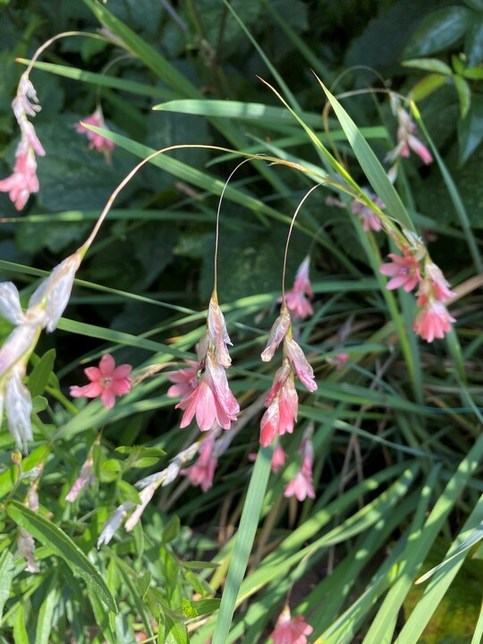 Dierama igneum