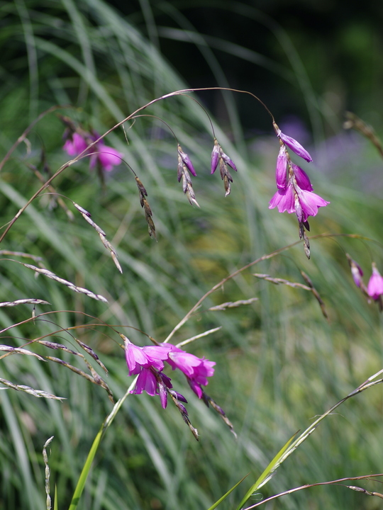 Dierama pulcherrimum