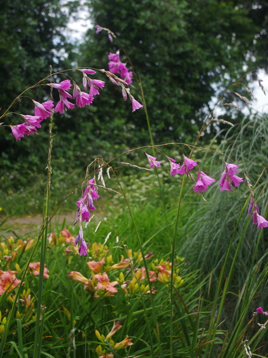 Dierama pulcherrimum