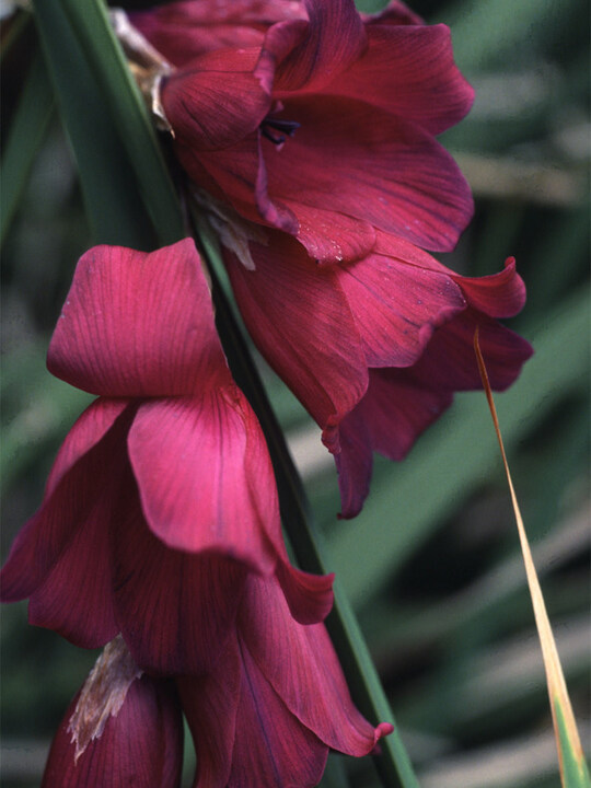 Dierama pulcherrimum 'Blackbird'