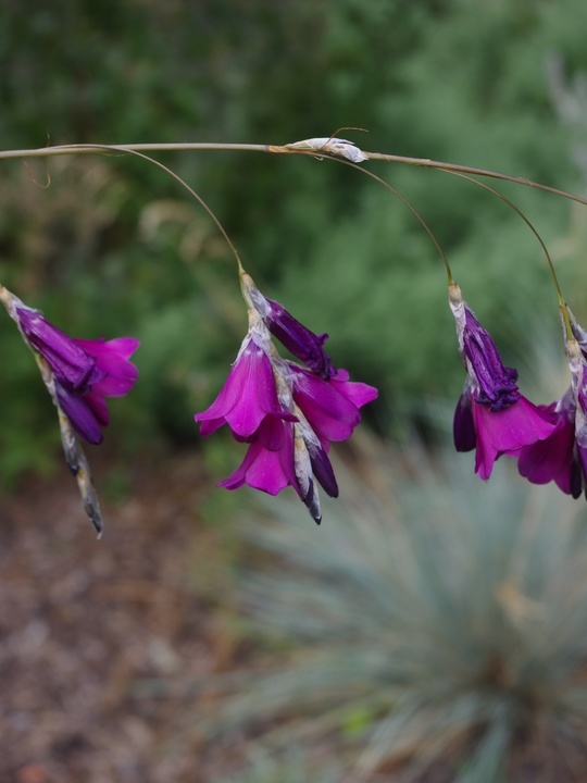 Dierama pulcherrimum 'Flaring Tips'