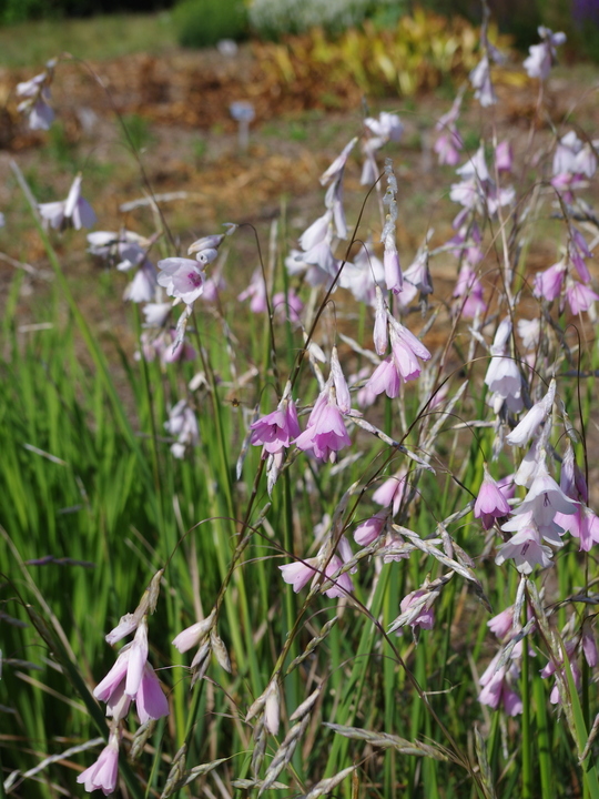 Dierama pulcherrimum pale flowered forms