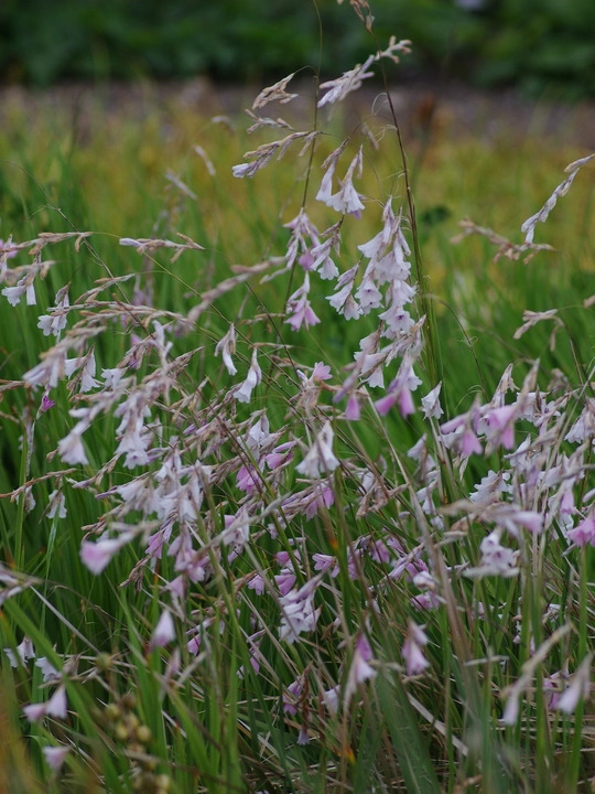 Dierama pulcherrimum pale flowered forms