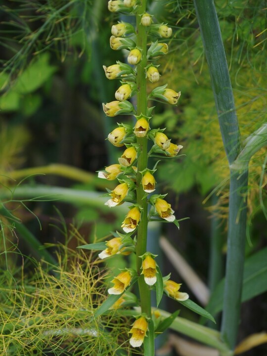 Digitalis ferruginea - Caucasus