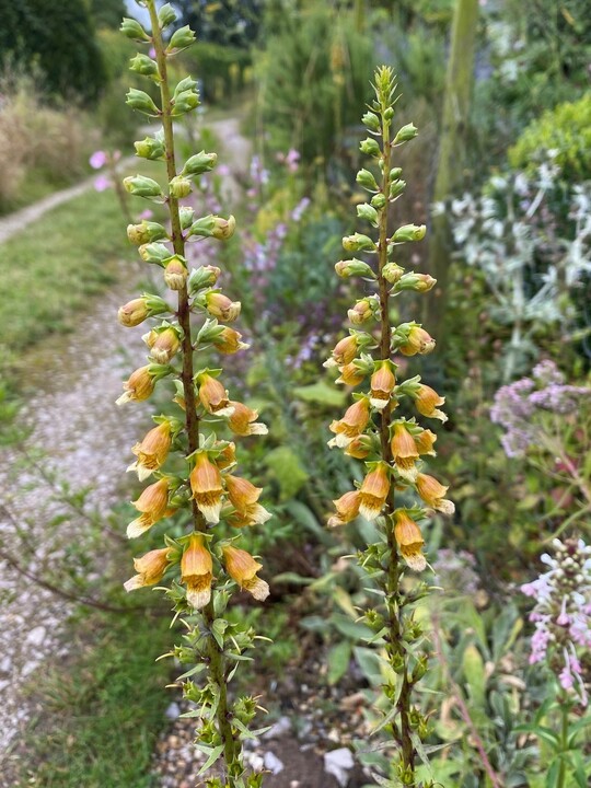 Digitalis ferruginea - Caucasus