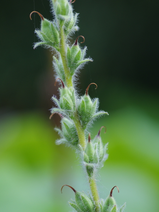 Digitalis lanata