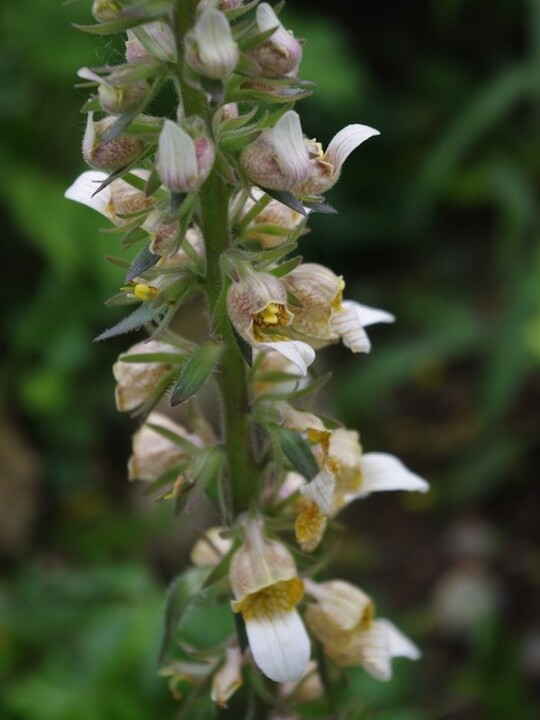 Digitalis lanata