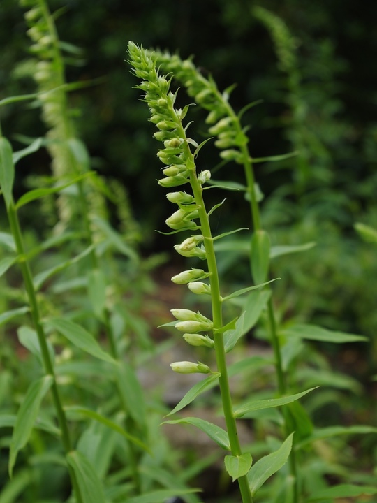 Digitalis lutea